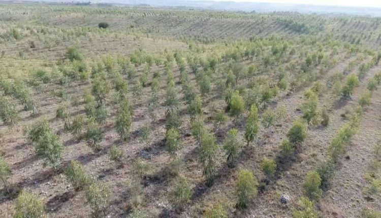 بلین سونامی ٹری کرپشن کی نزر